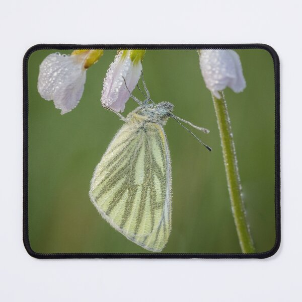 Item preview, Green Veined White Butterfly On Cuckoo Flower designed and sold by Alec Stewart.