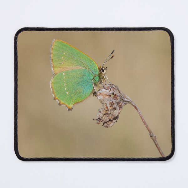 Item preview, Green Hairstreak Butterfly designed and sold by Alec Stewart.
