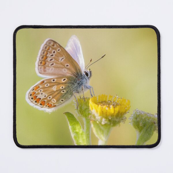 Item preview, Common Blue on Fleabane designed and sold by Alec Stewart.