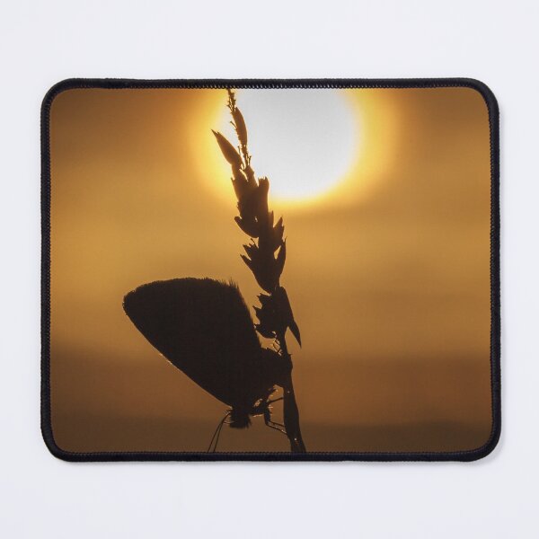 Item preview, Common Blue Butterfly at Sunset designed and sold by Alec Stewart.