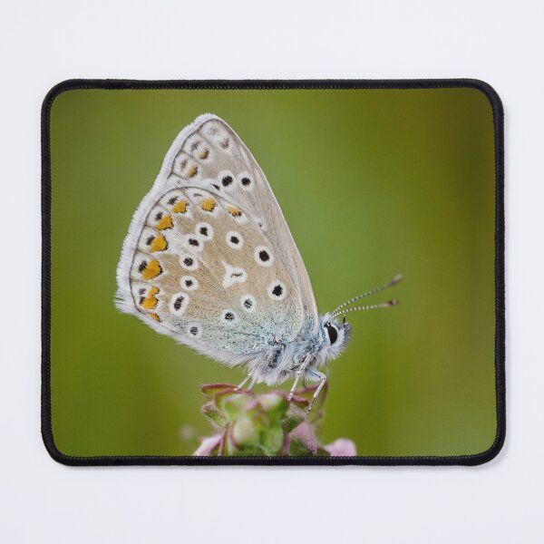 Item preview, Common Blue Butterfly designed and sold by Alec Stewart.