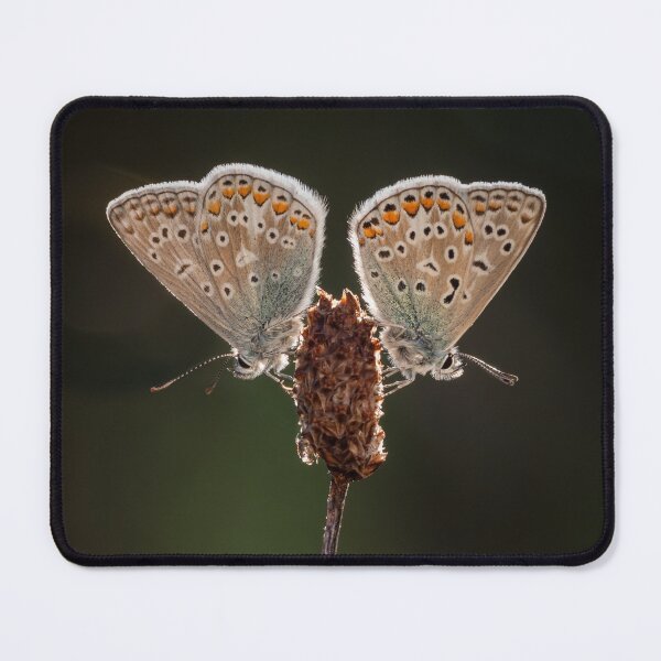 Item preview, Pair of Common Blue Butterflies designed and sold by Alec Stewart.