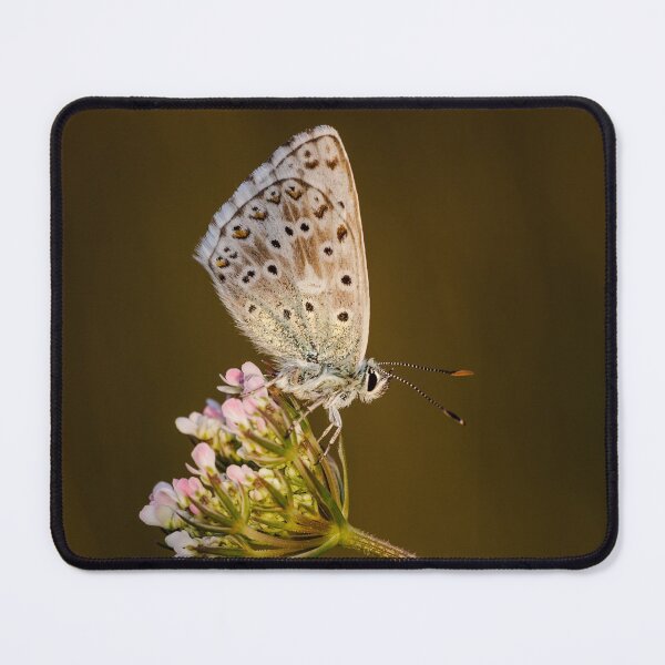 Item preview, Chalkhill Blue designed and sold by Alec Stewart.