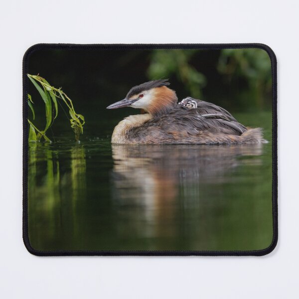 Item preview, Great Crested Grebe With Chick designed and sold by Alec Stewart.