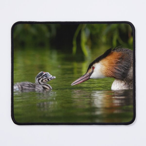 Item preview, Great Crested Grebe Chick with Parent designed and sold by Alec Stewart.