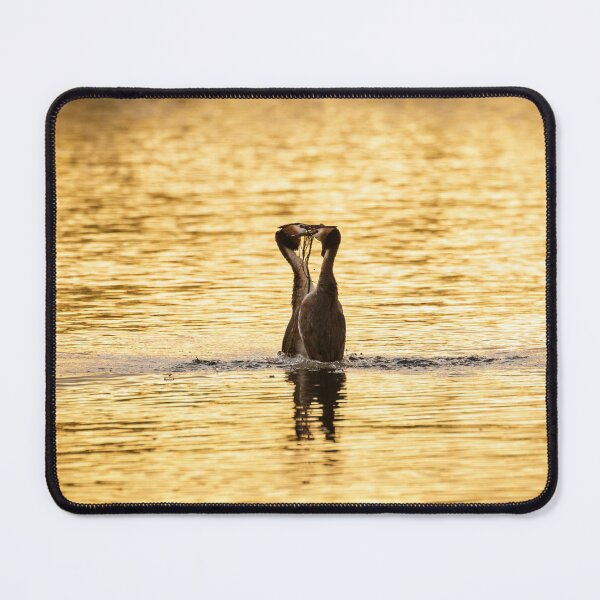 Item preview, Grebe Courtship Display designed and sold by Alec Stewart.