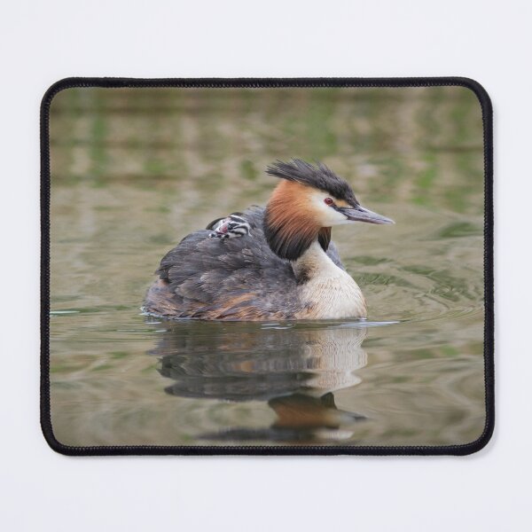 Item preview, Great Crested Grebe and Baby Chick designed and sold by Alec Stewart.