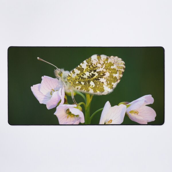 Item preview, Orange Tip Butterfly on Pink Flower designed and sold by Alec Stewart.