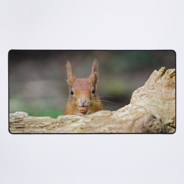 Item preview, Red Squirrel Eating Hazelnuts designed and sold by Alec Stewart.