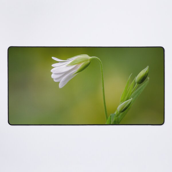 Item preview, Greater Stitchwort designed and sold by Alec Stewart.