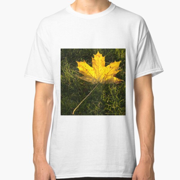 A fallen maple leaf in the sun Classic T-Shirt