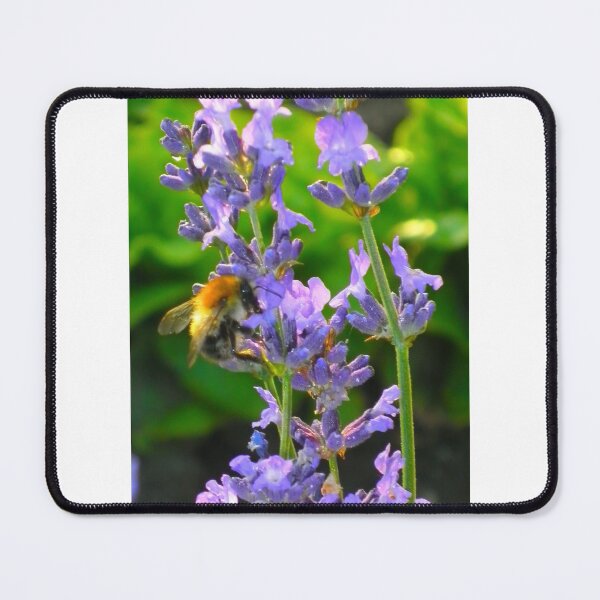 Artikelvorschau, Bumble bee on lavender entworfen und verkauft von angel1.