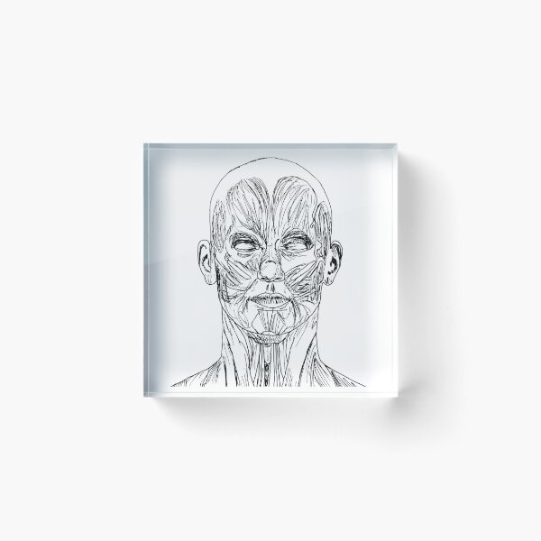 Item preview, Muscular Anatomy Study 2 designed and sold by dmsmartin.