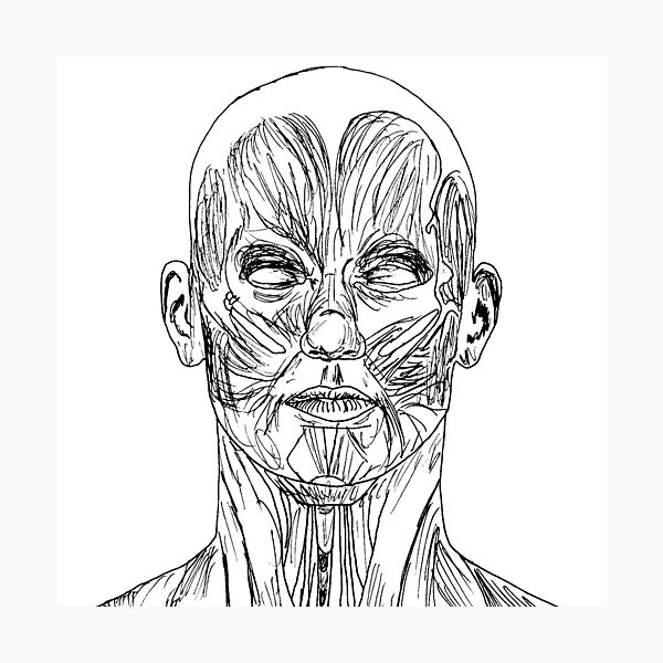 Item preview, Muscular Anatomy Study 2 designed and sold by dmsmartin.