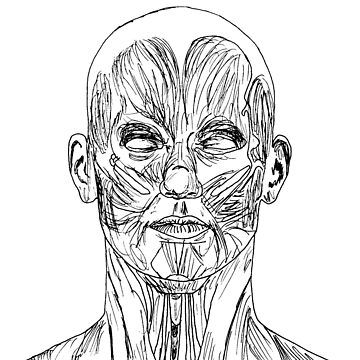 Artwork thumbnail, Muscular Anatomy Study 2 by dmsmartin