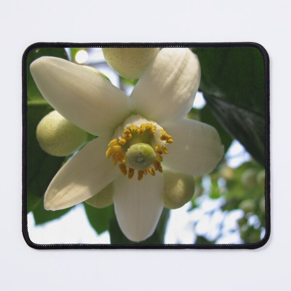 Item preview, Grapefruit Blossom designed and sold by Betty Mackey.