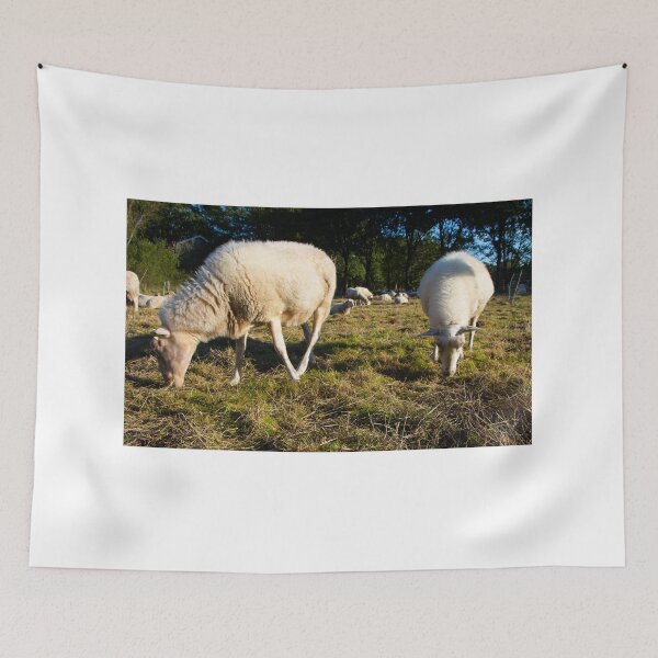 Item preview, Meeting the morning sheep designed and sold by jchanders.