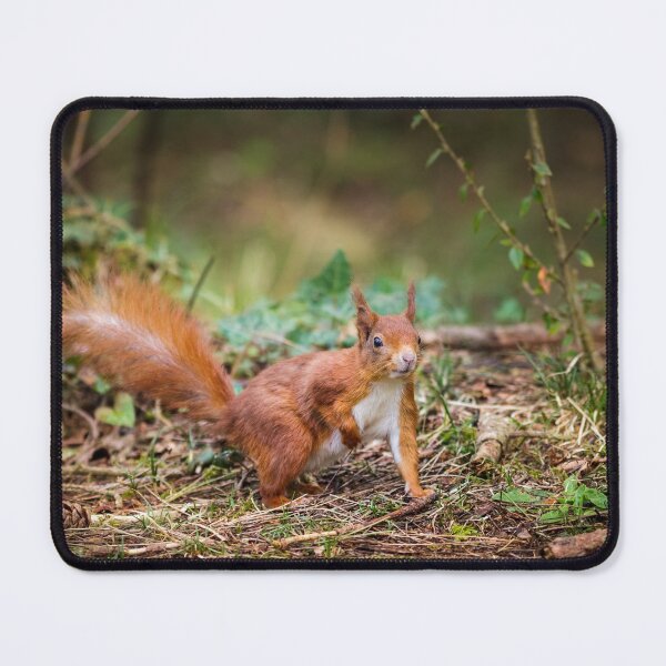 Item preview, Red Squirrel - Sciurus vulgaris designed and sold by heidipics.