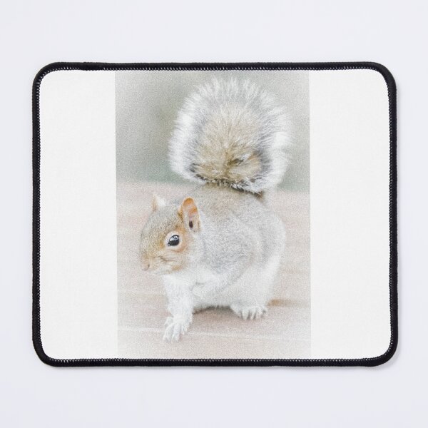 Item preview, Grey Squirrel  designed and sold by heidipics.