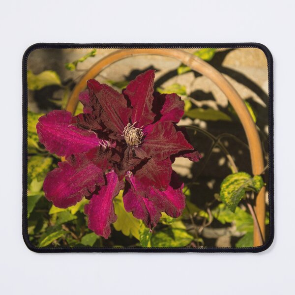 Item preview, Velvety Hot Summer - Cardinal Clematis in the Sunshine designed and sold by Georgia Mizuleva.
