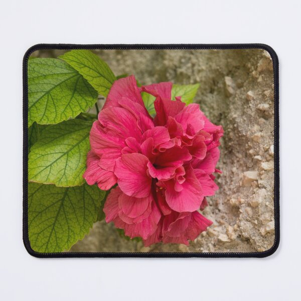 Item preview, Rough and Soft - Satiny Pink Hibiscus Against Coarse Stony Cliff designed and sold by Georgia Mizuleva.