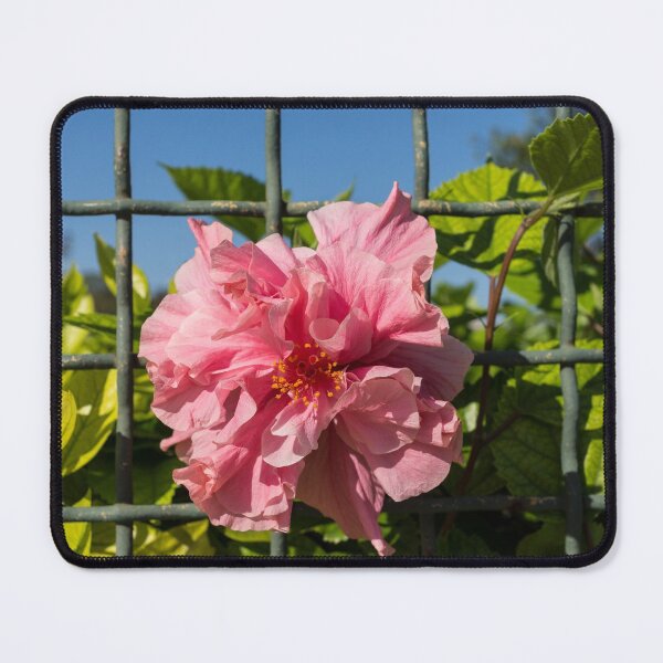 Item preview, Escape Artist - Double Hibiscus Through the Fence designed and sold by Georgia Mizuleva.
