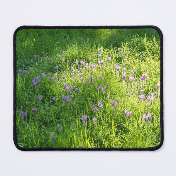 Item preview, Meadow Abundance - Delicate Crocuses and Grass Blades in the Sunshine designed and sold by Georgia Mizuleva.