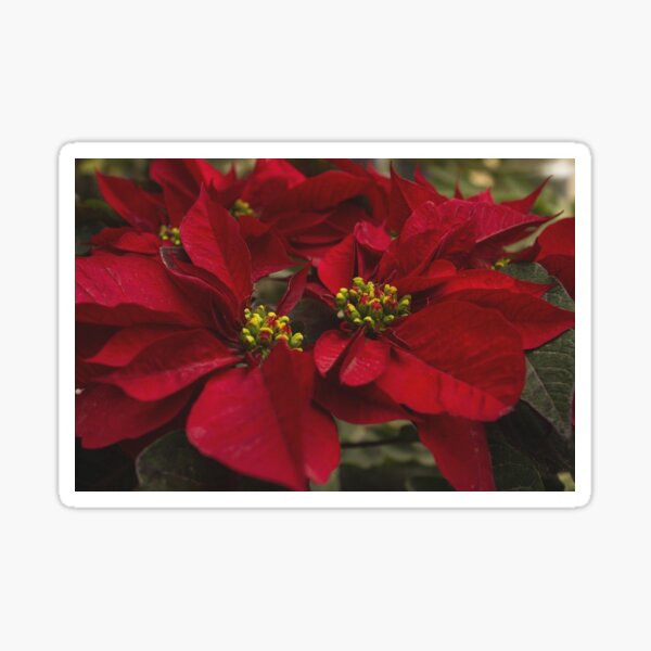 Item preview, Christmas Red Poinsettia Plant with Flowers designed and sold by OByD.