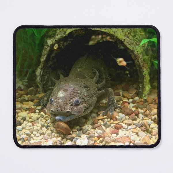 Item preview, Fotografía de Axoltl en el acuario designed and sold by shadowspeeder.