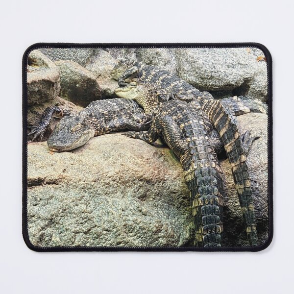 Item preview, Various Crocodiles on Rocks Photograph designed and sold by shadowspeeder.
