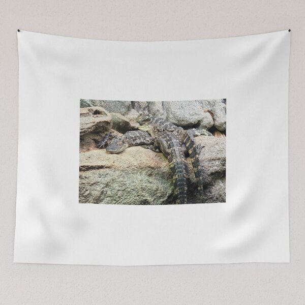 Item preview, Various Crocodiles on Rocks Photograph designed and sold by shadowspeeder.