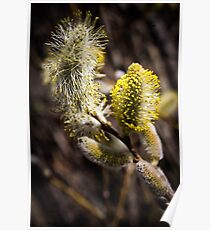 Furry Flower Poster