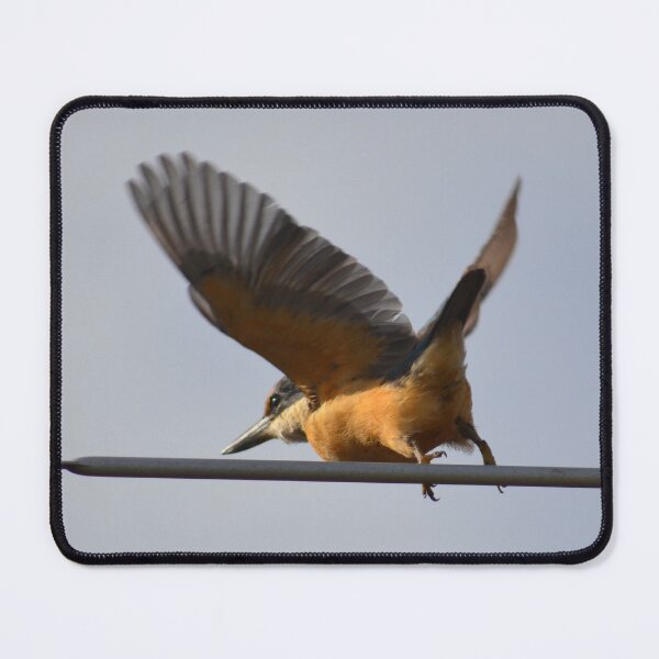 Item preview, Aerial Kingfisher- Kingfisher sitting on a TV Aerial- New Zealand Birds designed and sold by lizdomett.