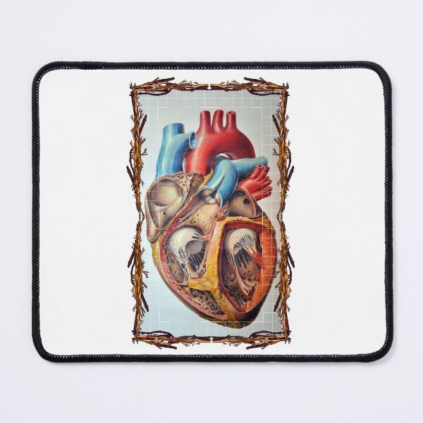 Item preview, Anatomical board Heart - Anatomical designs, human body and anatomy boards designed and sold by AdvanceDesign.