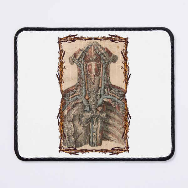 Item preview, Tablero anatómico Sistema vascular y linfático del cuello: diseños anatómicos, tableros de cuerpo humano y anatomía designed and sold by AdvanceDesign.