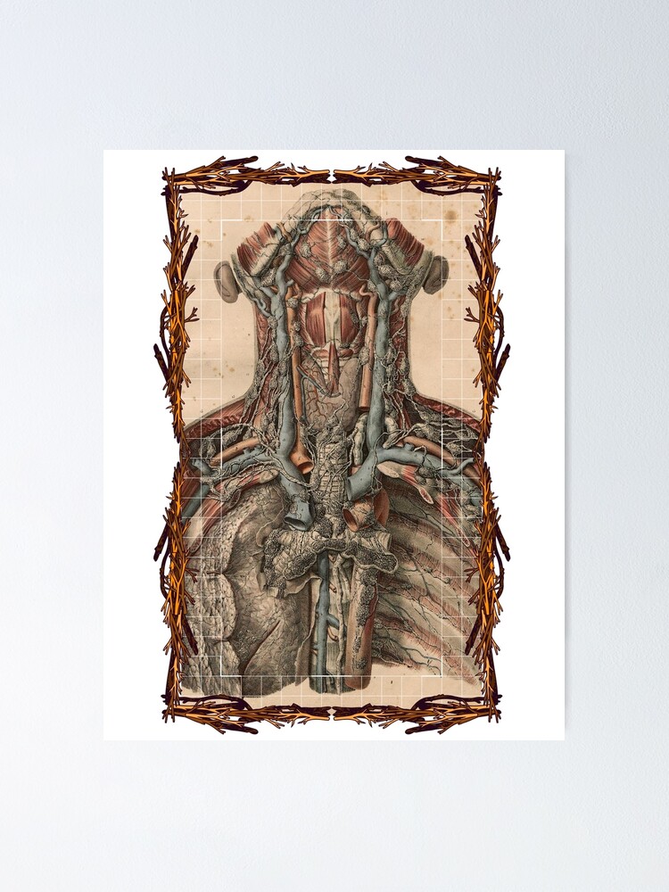 "Anatomical board Vascular and lymphatic system of the neck Anatomical designs, human body and