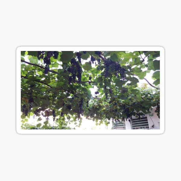 Item preview, Grapevines on a trellis in the courtyard of a Puerto Rico AirBnB designed and sold by ZCS2014.