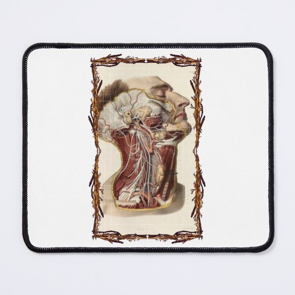 Item preview, Anatomical board Neck nerves - Anatomical designs, human body and anatomy boards designed and sold by AdvanceDesign.