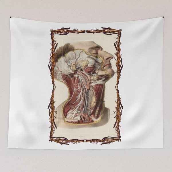 Item preview, Anatomical board Neck nerves - Anatomical designs, human body and anatomy boards designed and sold by AdvanceDesign.