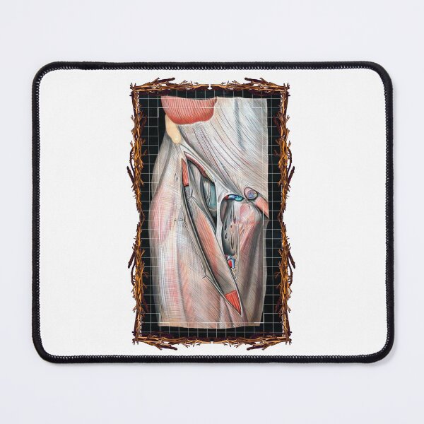 Item preview, Tablero anatómico Sistema vascular inguinal: diseños anatómicos, tableros de anatomía y cuerpo humano designed and sold by AdvanceDesign.