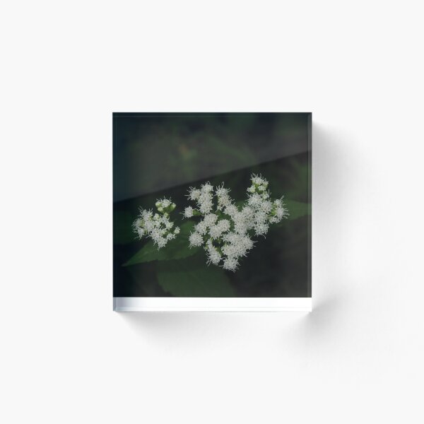Item preview, White Flower designed and sold by Itsbaf.