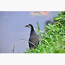 Burung Ayam Ayam Zipper Pouch By Nurulazila Redbubble