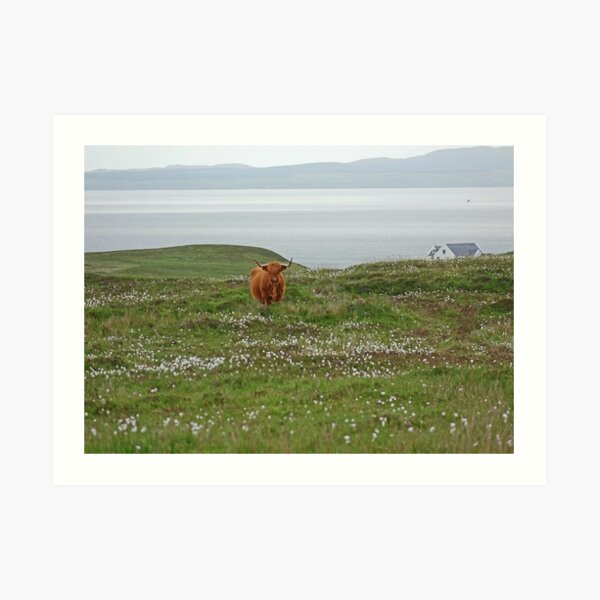 Islay Coo Art Print