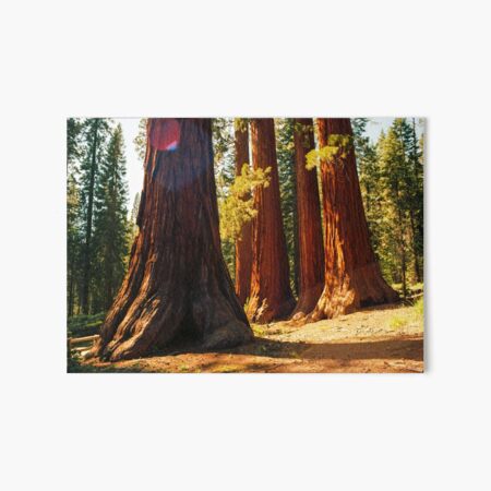 Mariposa Grove - Yosemite National Park Art Board Print