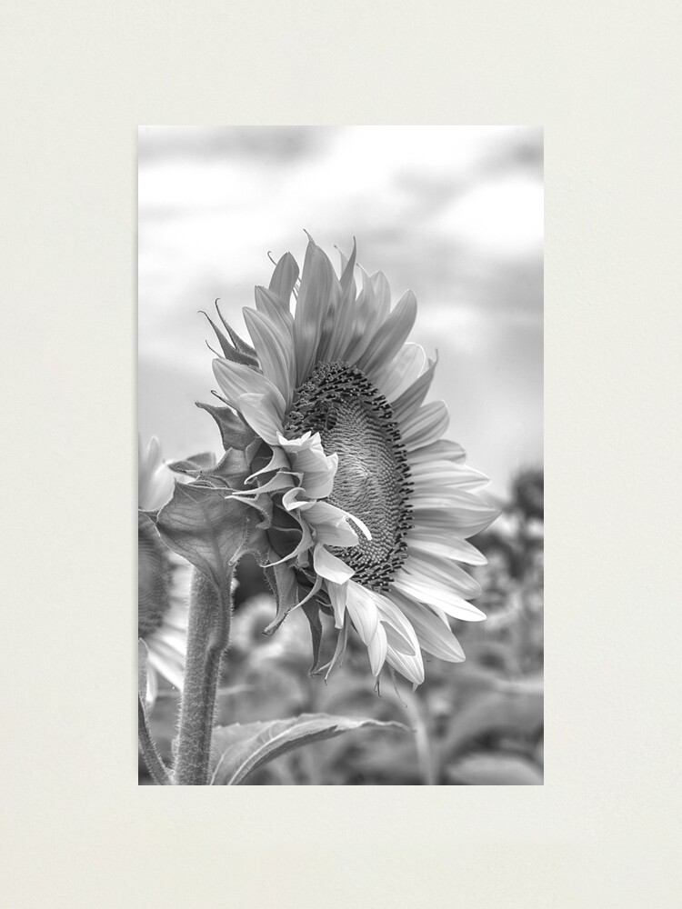 Lámina fotográfica «Hermosa fotografía en blanco y negro Perfil de girasol»  de lherigon50 | Redbubble