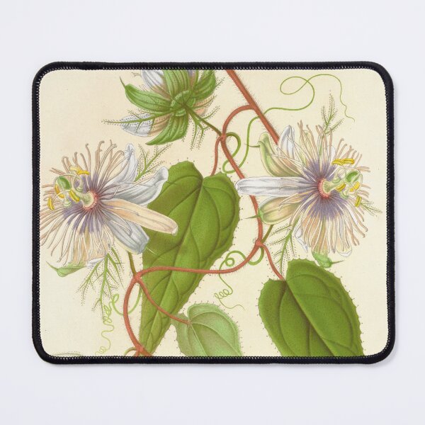 Item preview, Passion Flower - Passion Vine botanical illustration designed and sold by chimakingthings.