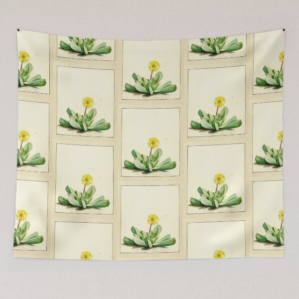 Item preview, Tiger jaw succulent - Faucaria subintegra - botanical illustration designed and sold by chimakingthings.