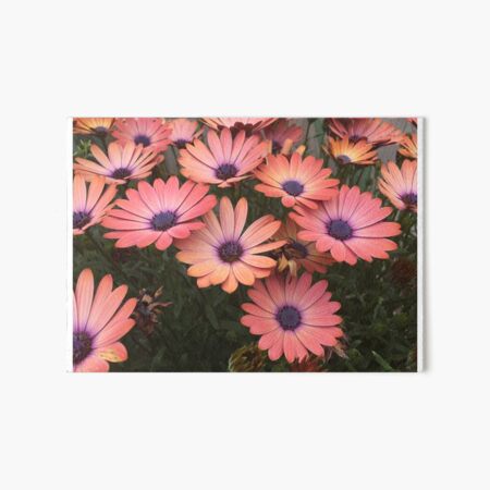 Retro Daisies Art Board Print