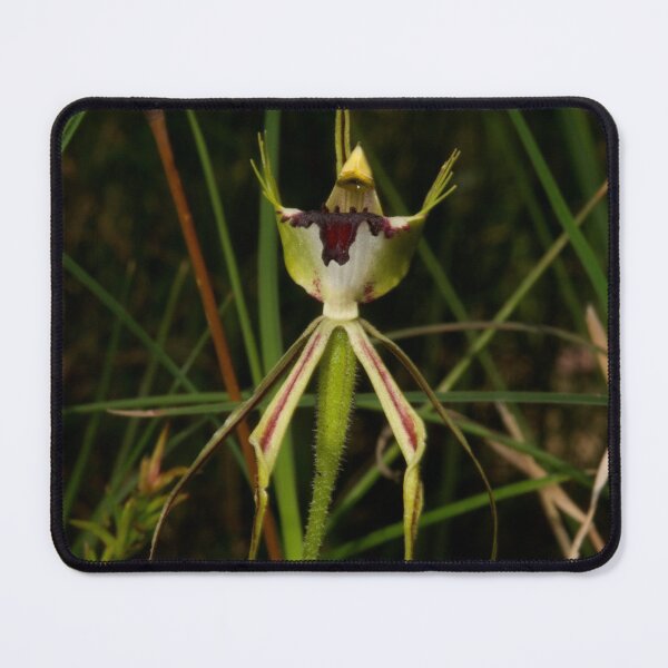 Item preview, Specimen Spider Orchid designed and sold by GP1746.