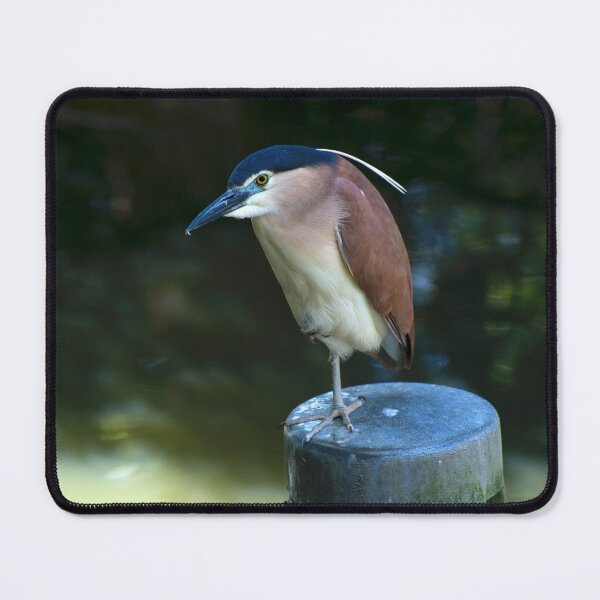 Item preview, Rufous Night Heron designed and sold by GP1746.